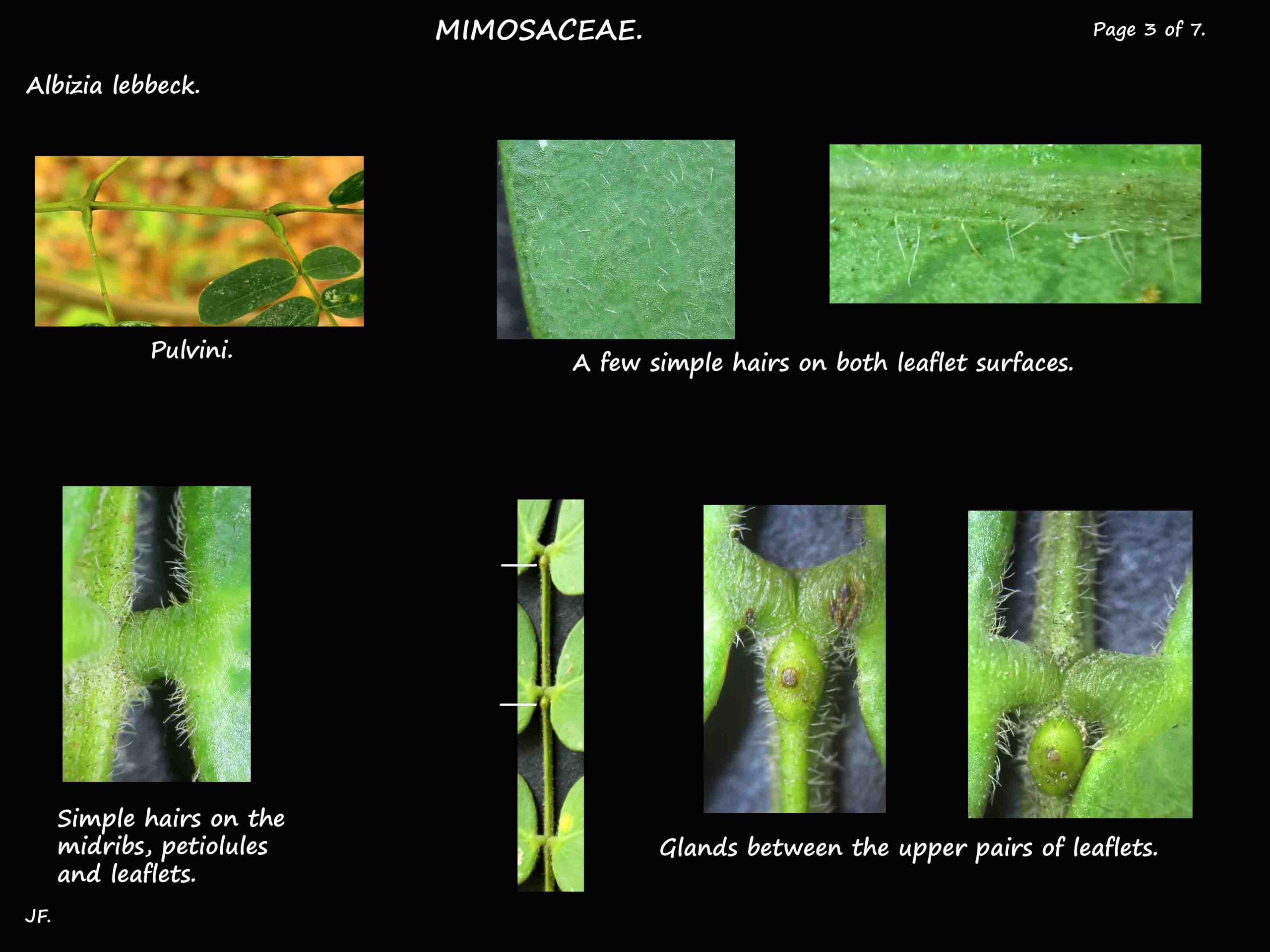 3 Leaf hairs & glands on Albizia lebbeck